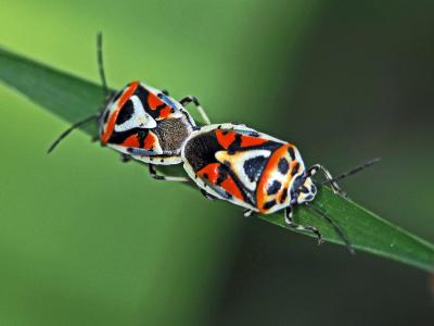  Eurydema ornata (Linnaeus, 1758)