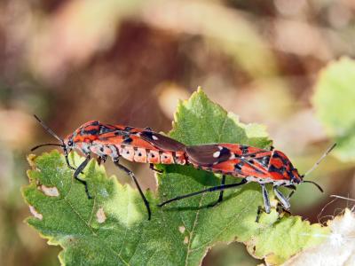  Spilostethus pandurus (Scopoli, 1763)