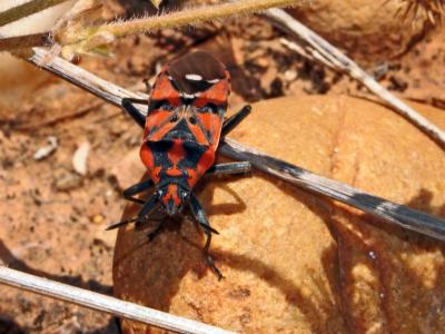  Spilostethus pandurus (Scopoli, 1763)