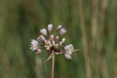 Ail pâle Allium pallens L., 1762