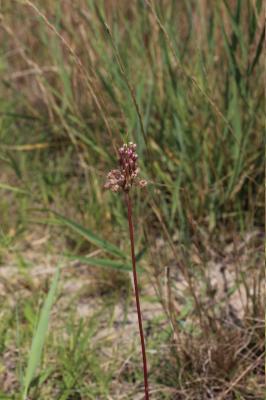 Ail en panicule Allium longispathum D.Delaroche, 1811