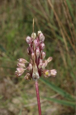 Ail en panicule Allium longispathum D.Delaroche, 1811