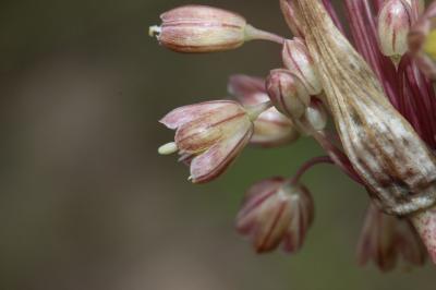 Ail en panicule Allium longispathum D.Delaroche, 1811