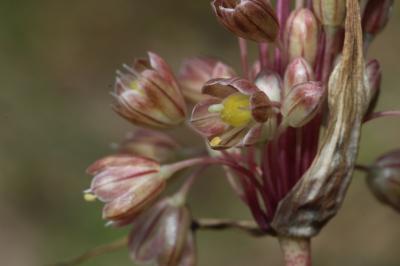 Ail en panicule Allium longispathum D.Delaroche, 1811