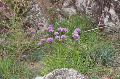 Ail des collines Allium lusitanicum Lam., 1783