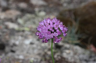 Ail des collines Allium lusitanicum Lam., 1783