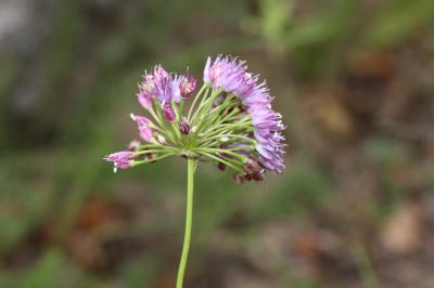 Ail des collines Allium lusitanicum Lam., 1783