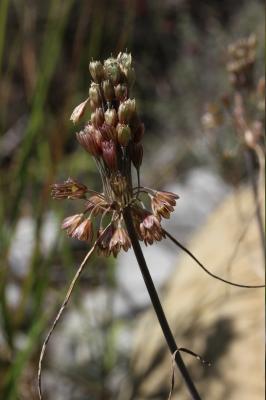 Ail de Girerd Allium oporinanthum Brullo, Pavone & Salmeri, 1977