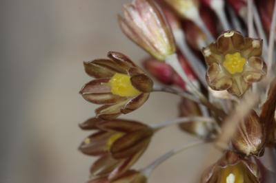 Ail de Girerd Allium oporinanthum Brullo, Pavone & Salmeri, 1977