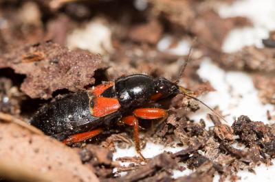  Prostemma guttula (Fabricius, 1787)