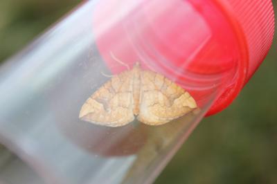 Cidarie du Peuplier (La) Eulithis populata (Linnaeus, 1758)
