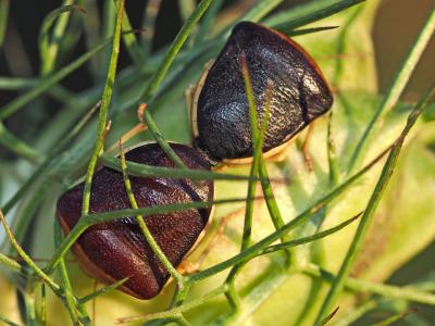Pentatome de la nigelle Ventocoris rusticus (Fabricius, 1781)