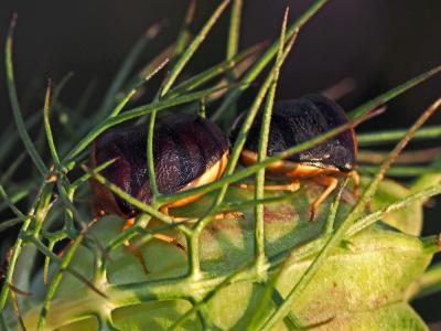 Pentatome de la nigelle Ventocoris rusticus (Fabricius, 1781)