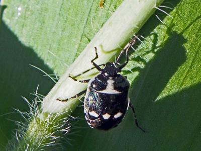 Punaise verte à raies & rouges ou blanches Eurydema oleracea (Linnaeus, 1758)