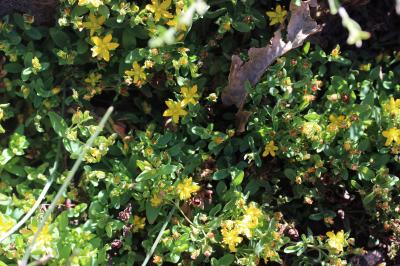 Millepertuis couché, Petit Millepertuis Hypericum humifusum L., 1753