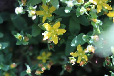 Millepertuis couché, Petit Millepertuis Hypericum humifusum L., 1753
