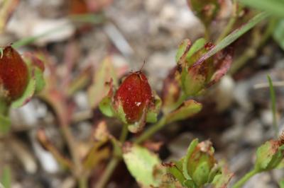 Millepertuis couché, Petit Millepertuis Hypericum humifusum L., 1753