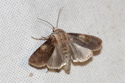 Noctuelle des Renouées (La) Agrotis puta (Hübner, 1803)