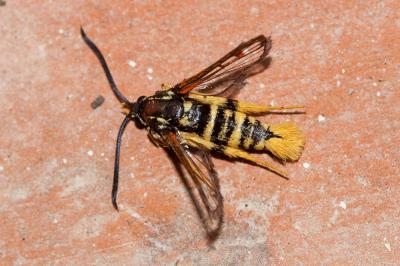 Sésie vespiforme Synanthedon vespiformis (Linnaeus, 1760)