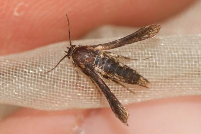 Sésie Teigne (La) Tinthia tineiformis (Esper, 1789)