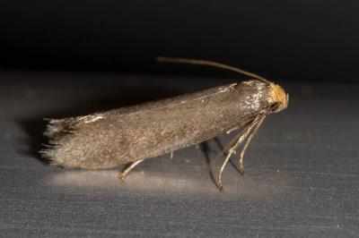  Pseudatemelia josephinae (Toll, 1956)