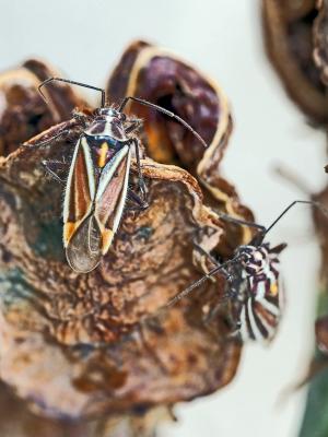  Horistus orientalis (Gmelin, 1790)