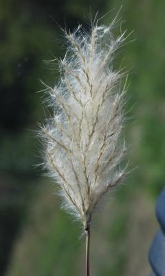 Barbon Andropogon Bothriochloa barbinodis (Lag.) Herter, 1940
