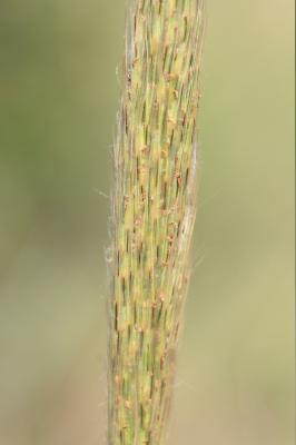 Barbon Andropogon Bothriochloa barbinodis (Lag.) Herter, 1940