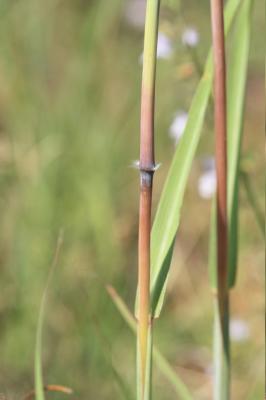 Barbon Andropogon Bothriochloa barbinodis (Lag.) Herter, 1940