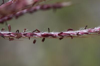Barbon pied-de-poule, Bothriochloa Ischème Bothriochloa ischaemum (L.) Keng, 1936