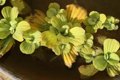  Pistia stratiotes L., 1753
