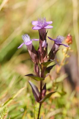 Gentianelle des champs, Gentiane champêtre Gentianella campestris (L.) Börner, 1912