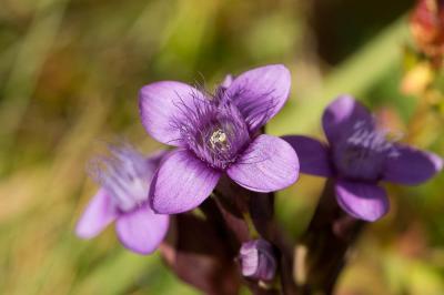 Gentianelle des champs, Gentiane champêtre Gentianella campestris (L.) Börner, 1912