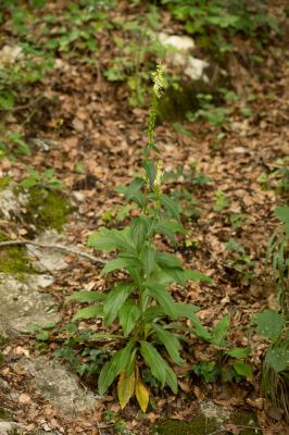 Digitale jaune Digitalis lutea L., 1753