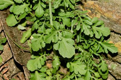 Centranthe chausse-trappe, Centranthe Chausse-trap Centranthus calcitrapae (L.) Dufr., 1811