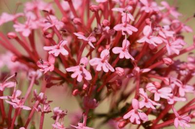 Centranthe rouge, Valériane rouge Centranthus ruber (L.) DC., 1805