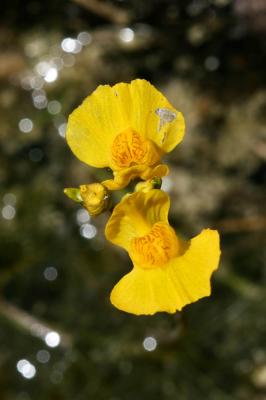 Utriculaire citrine, Utriculaire élevée, Grande ut Utricularia australis R.Br., 1810