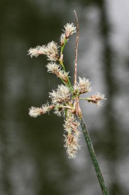 Jonc des chaisiers, Jonc-des-tonneliers Schoenoplectus lacustris (L.) Palla, 1888