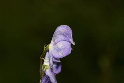 Aconit napel, Casque Aconitum napellus L., 1753