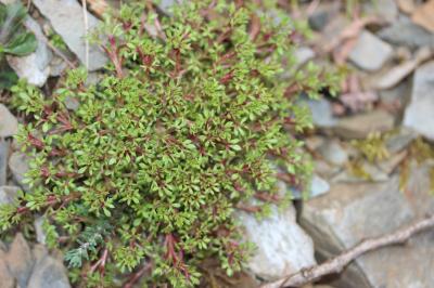 Saxifrage continentale Saxifraga fragosoi Sennen, 1929