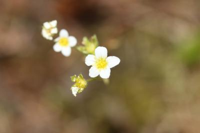 Saxifrage continentale Saxifraga fragosoi Sennen, 1929