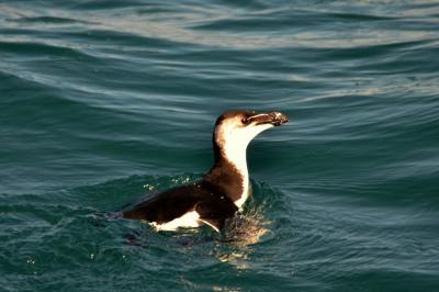 Petit pingouin, Pingouin torda Alca torda Linnaeus, 1758