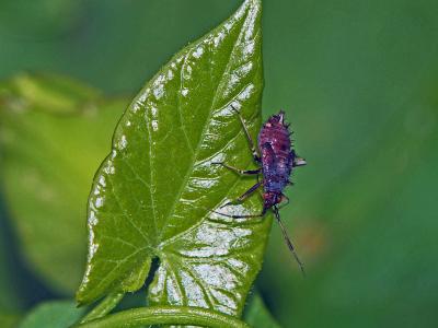  Capsus ater (Linnaeus, 1758)