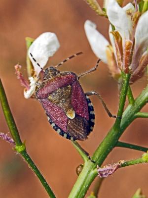 Punaise brune à antennes & bords panachés Dolycoris baccarum (Linnaeus, 1758)
