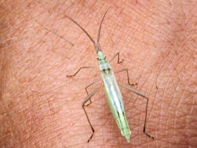  Chorosoma schillingii (Schilling, 1829)