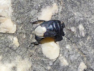  Cydnus aterrimus (Forster, 1771)