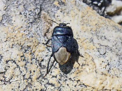  Cydnus aterrimus (Forster, 1771)