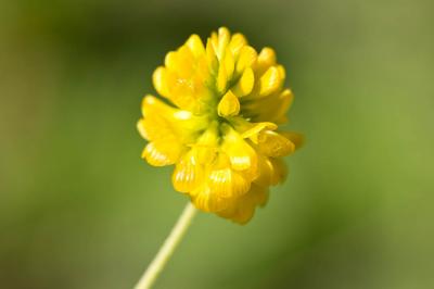 Trèfle doré, Trèfle agraire Trifolium aureum Pollich, 1777