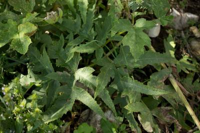 Patte d'ours, Berce commune, Grande Berce Heracleum sphondylium L., 1753