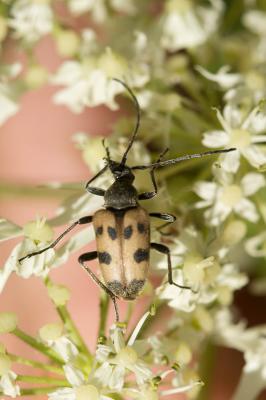 Lepture trapu Pachytodes cerambyciformis (Schrank, 1781)